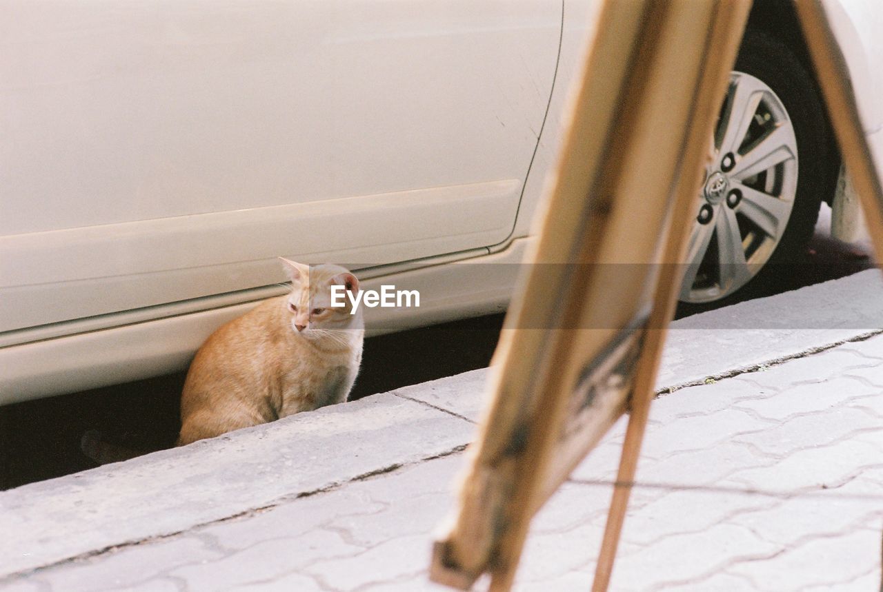 PORTRAIT OF CAT SITTING IN CAR