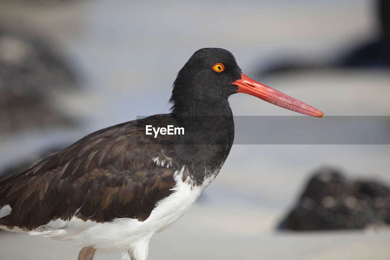 Closeup side on portrait of lava gull larus fuliginosus red eye staring at camera galapagos islands. 