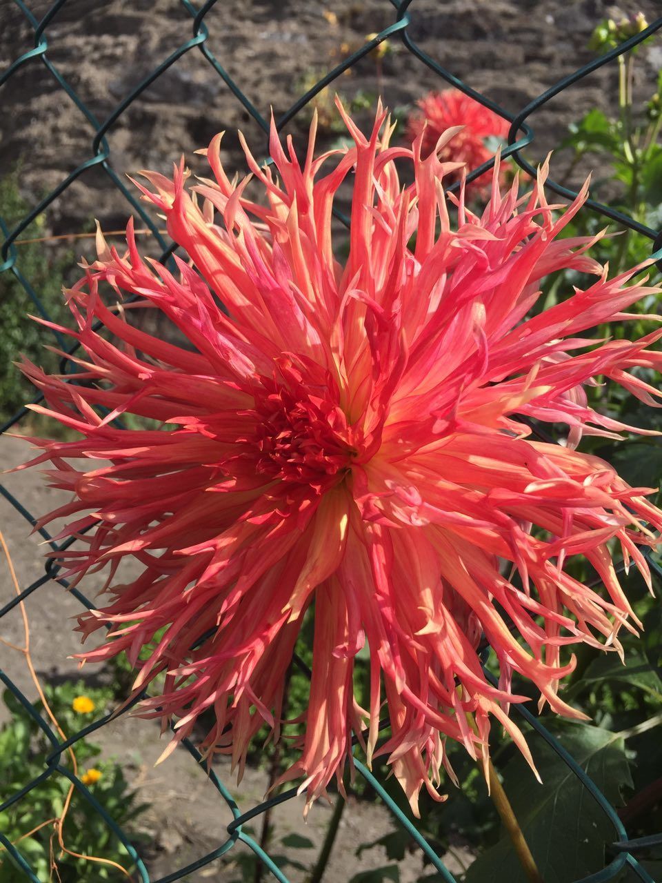 CLOSE-UP OF RED FLOWER AND PLANT