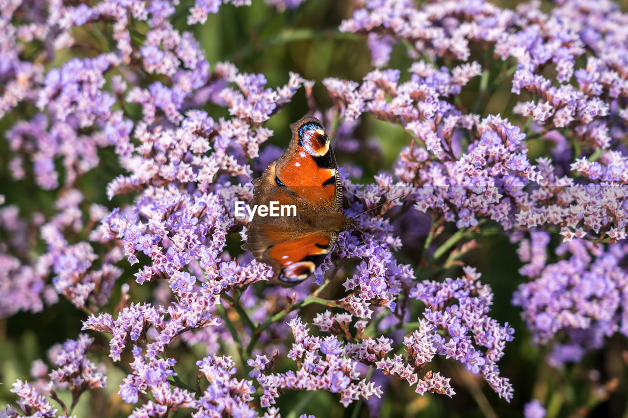 CLOSE-UP OF BUTTERFLY ON PURPLE FLOWERING PLANT
