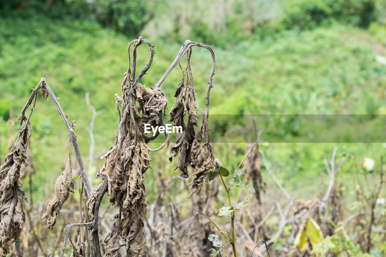 Solanum quitoense, lulo plant dried or killed by high heat temperature, in the middle of a pasture