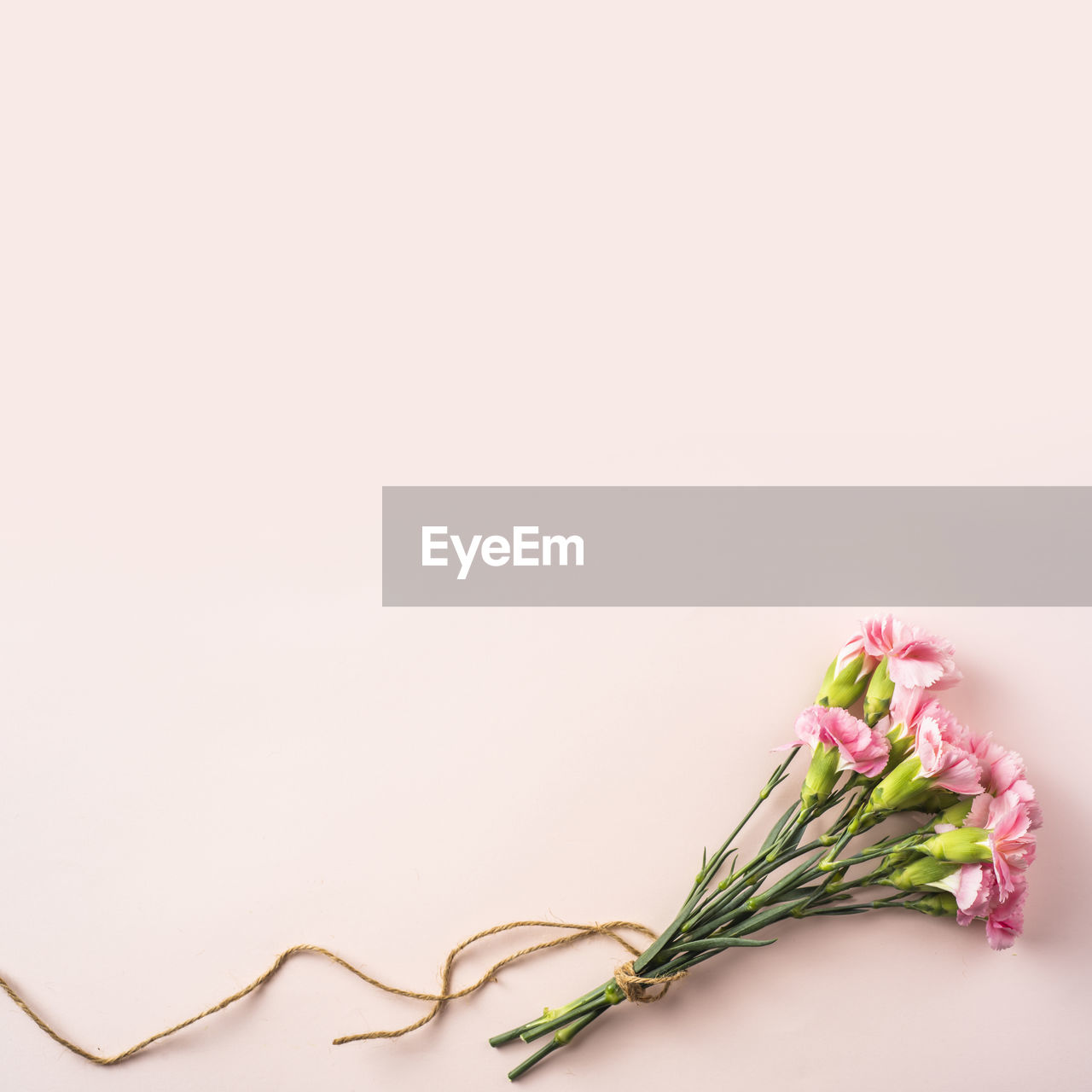 CLOSE-UP OF PINK ROSES AGAINST WHITE BACKGROUND