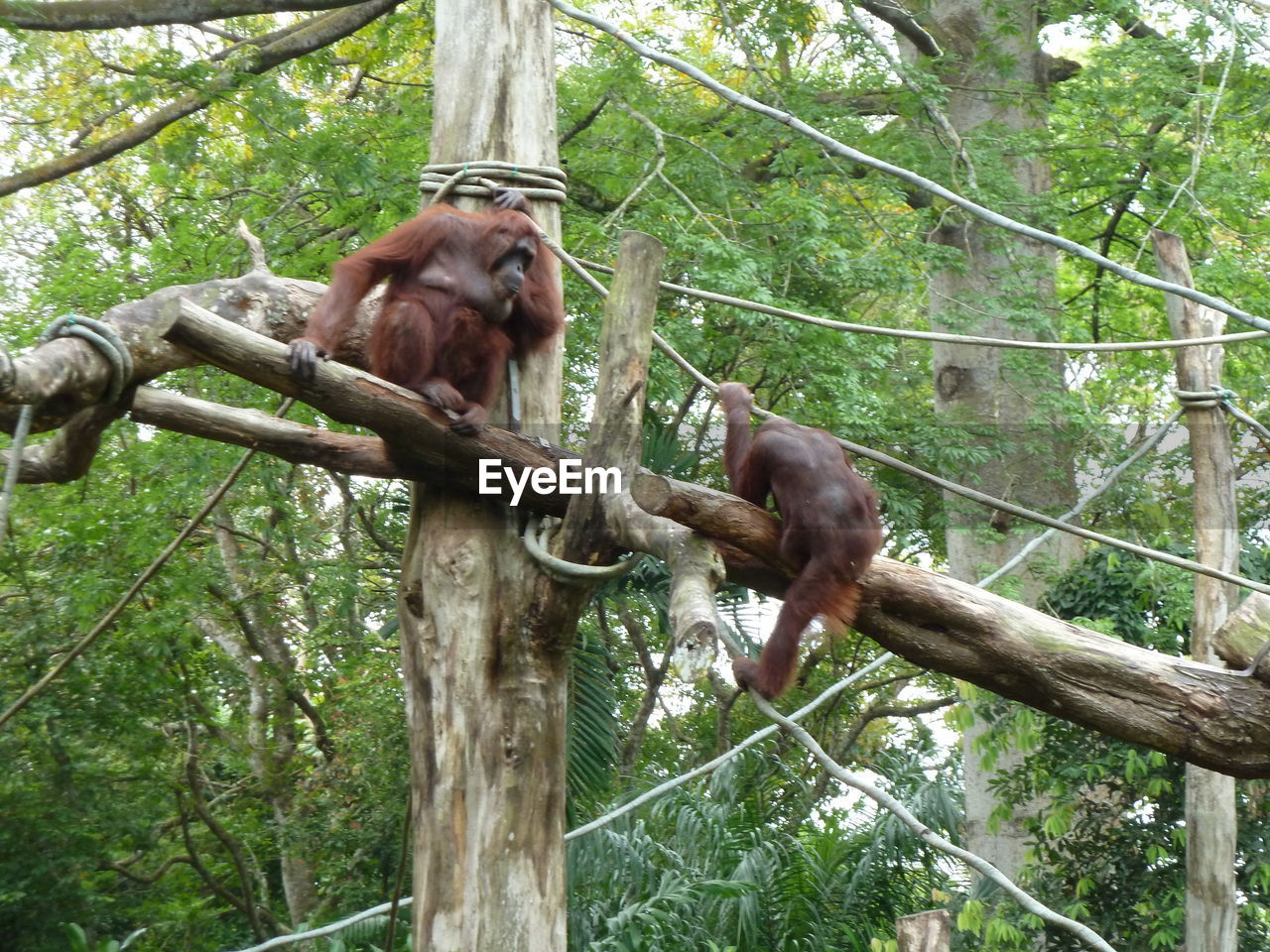 MONKEY SITTING ON TREE TRUNK