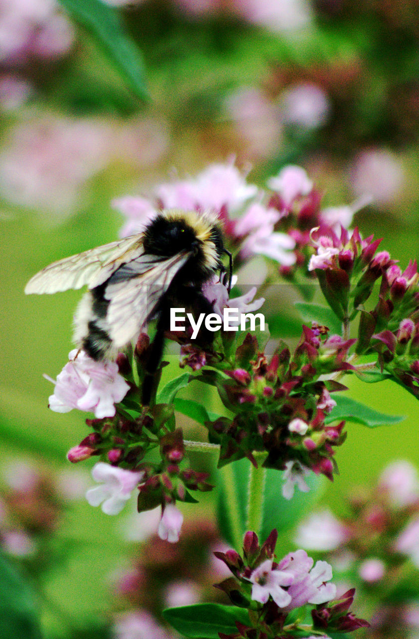 CLOSE-UP OF BEE POLLINATING ON FLOWER
