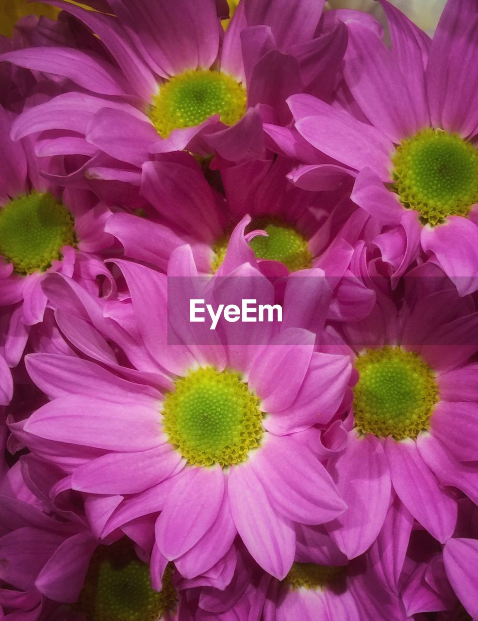 Close-up of pink flower