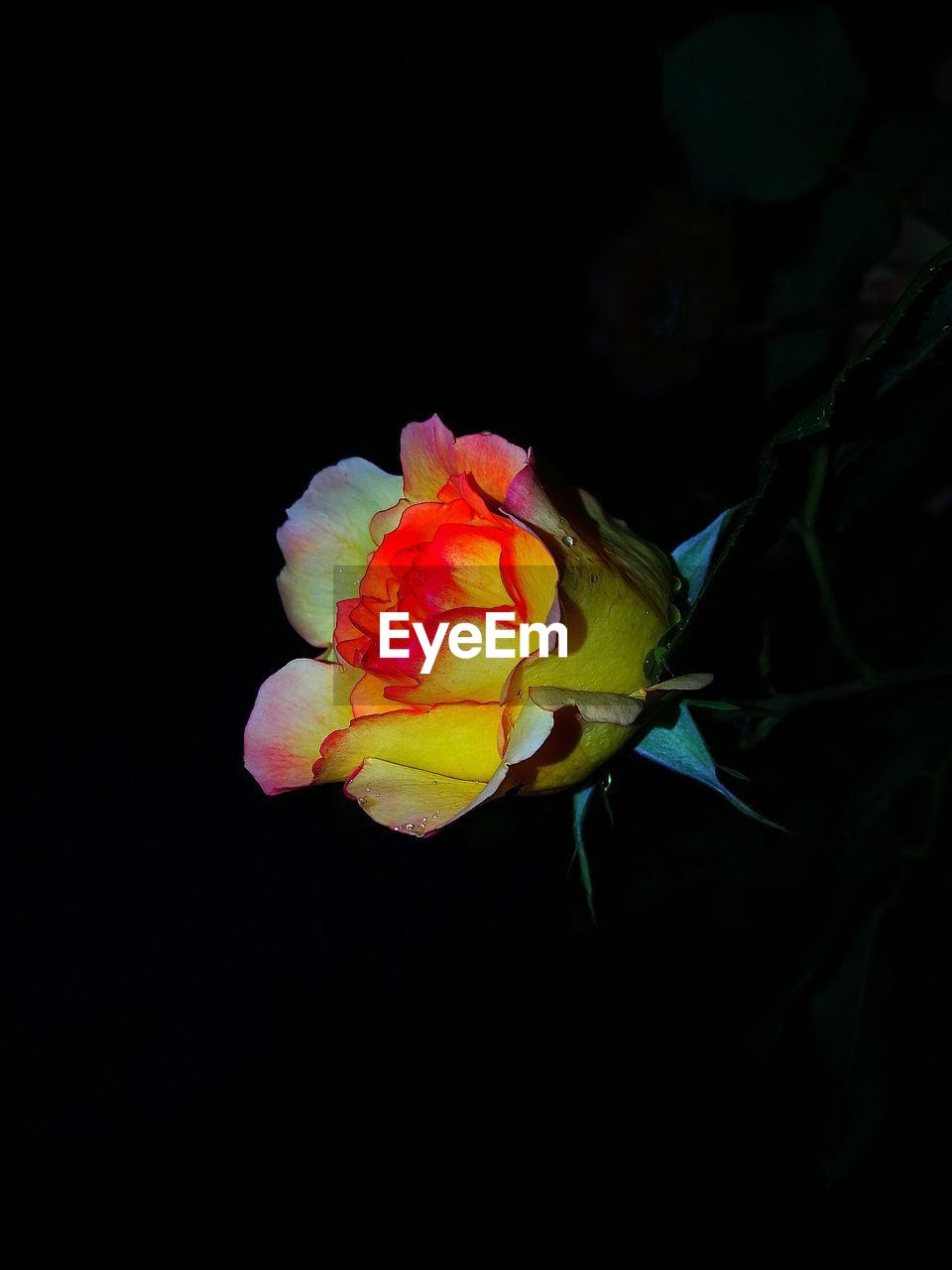 CLOSE-UP OF ROSE FLOWER OVER BLACK BACKGROUND