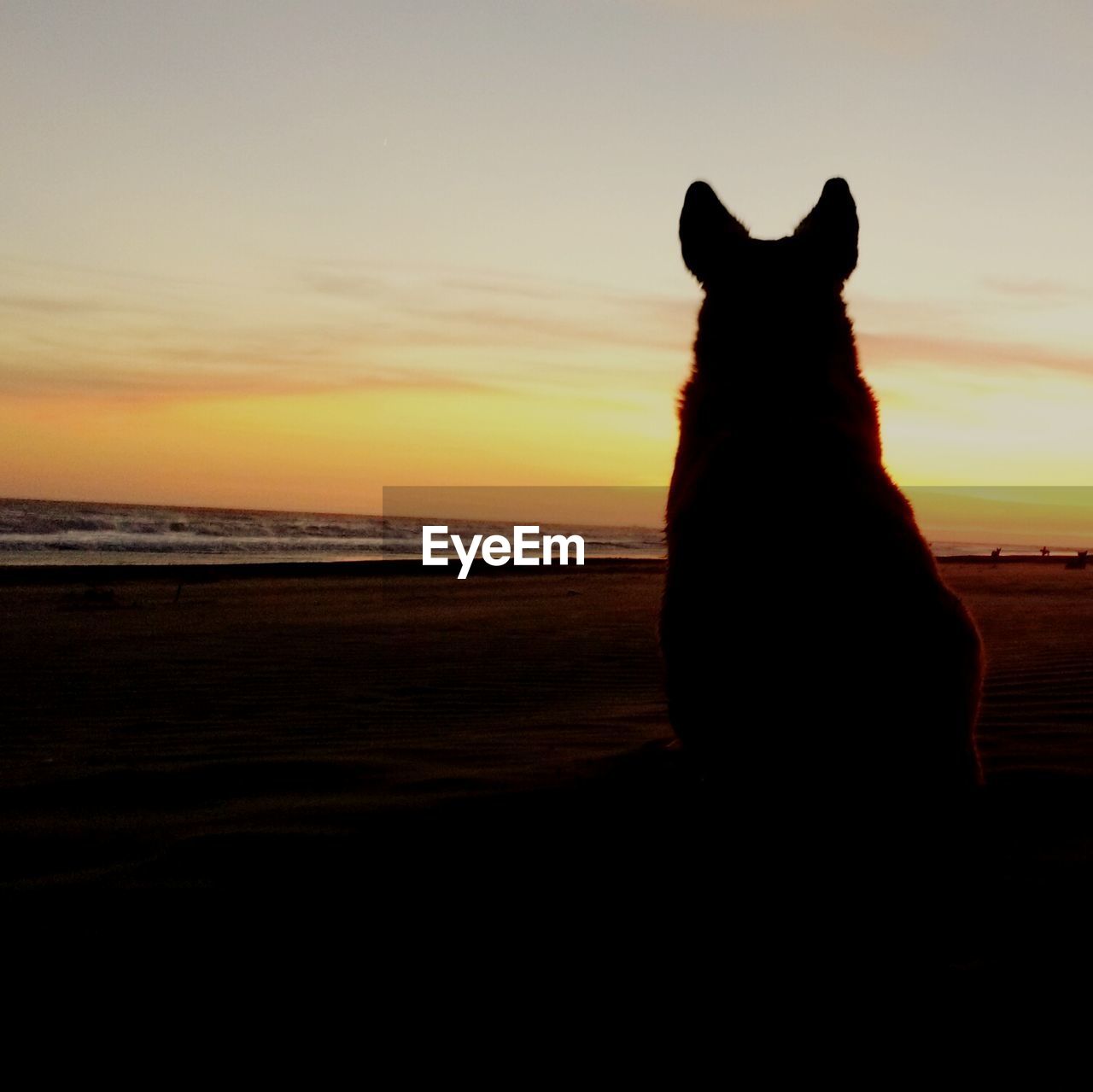 SILHOUETTE OF DOG STANDING ON BEACH AT SUNSET