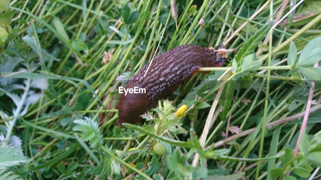 CLOSE-UP OF A LIZARD ON GRASS