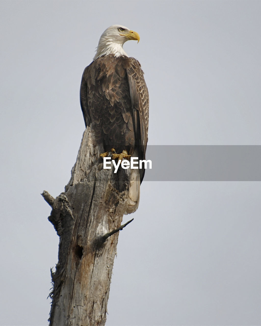 Eagle perching on tree against clear sky