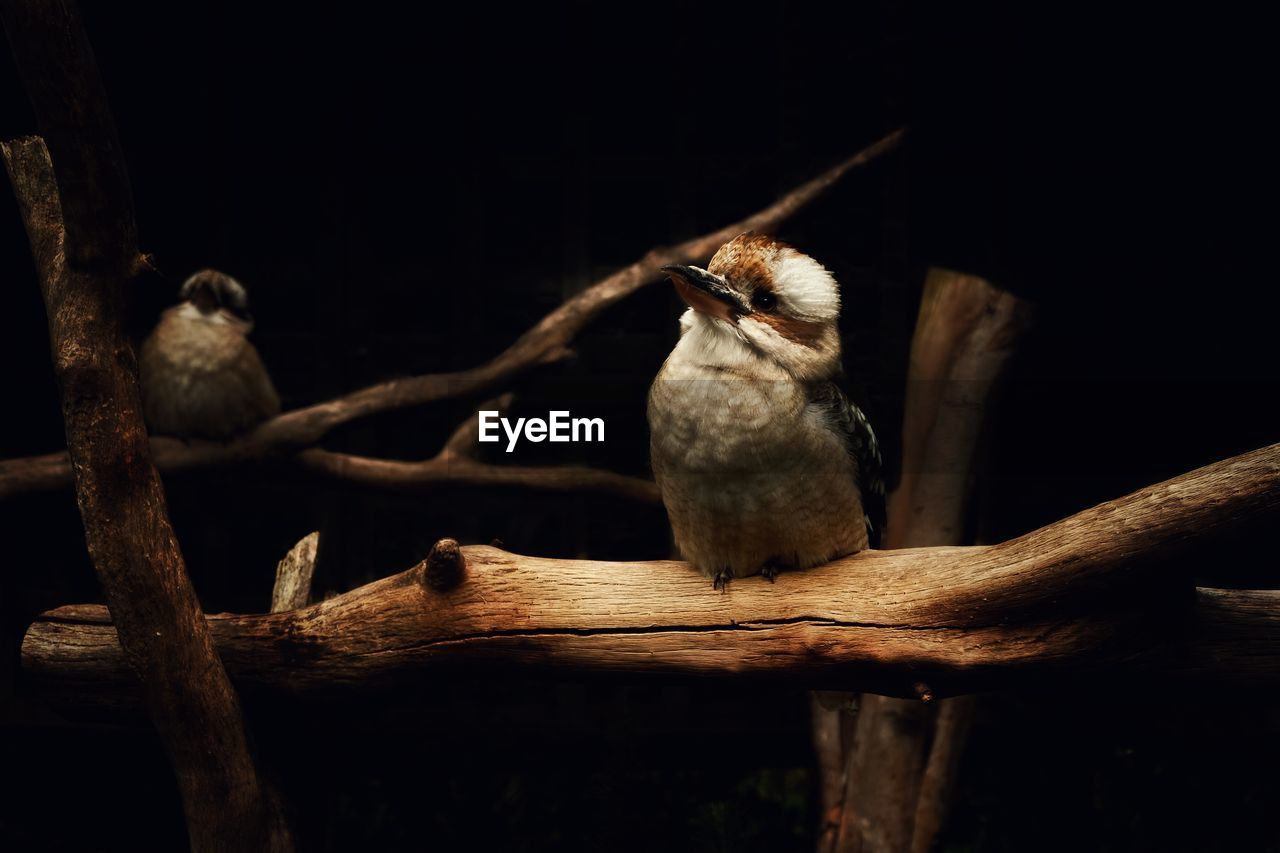 Close-up of birds perching on branch at night