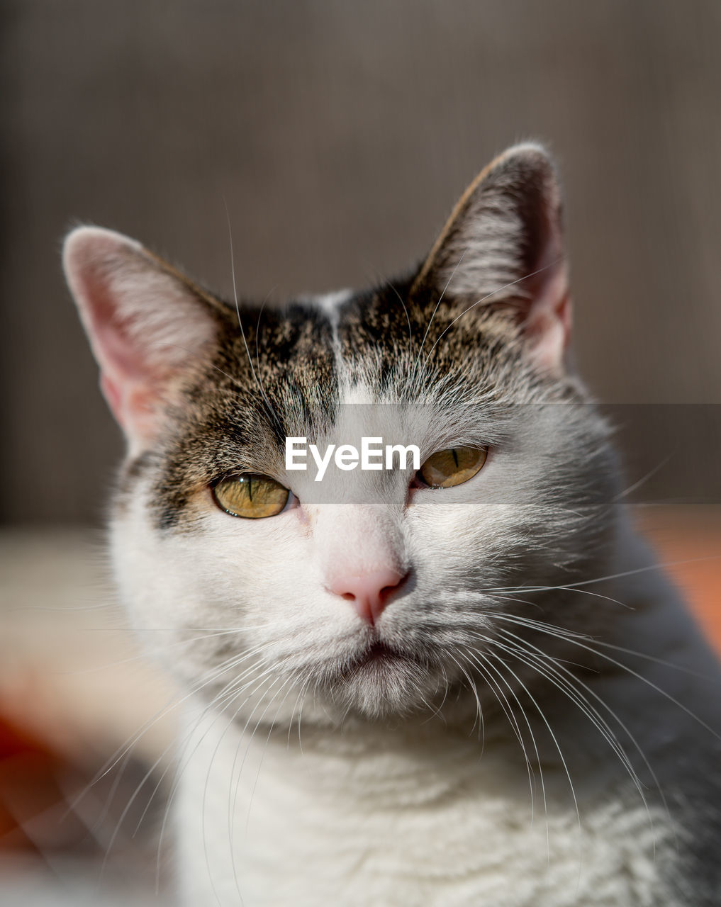 Portrait of a white cat with a funny face