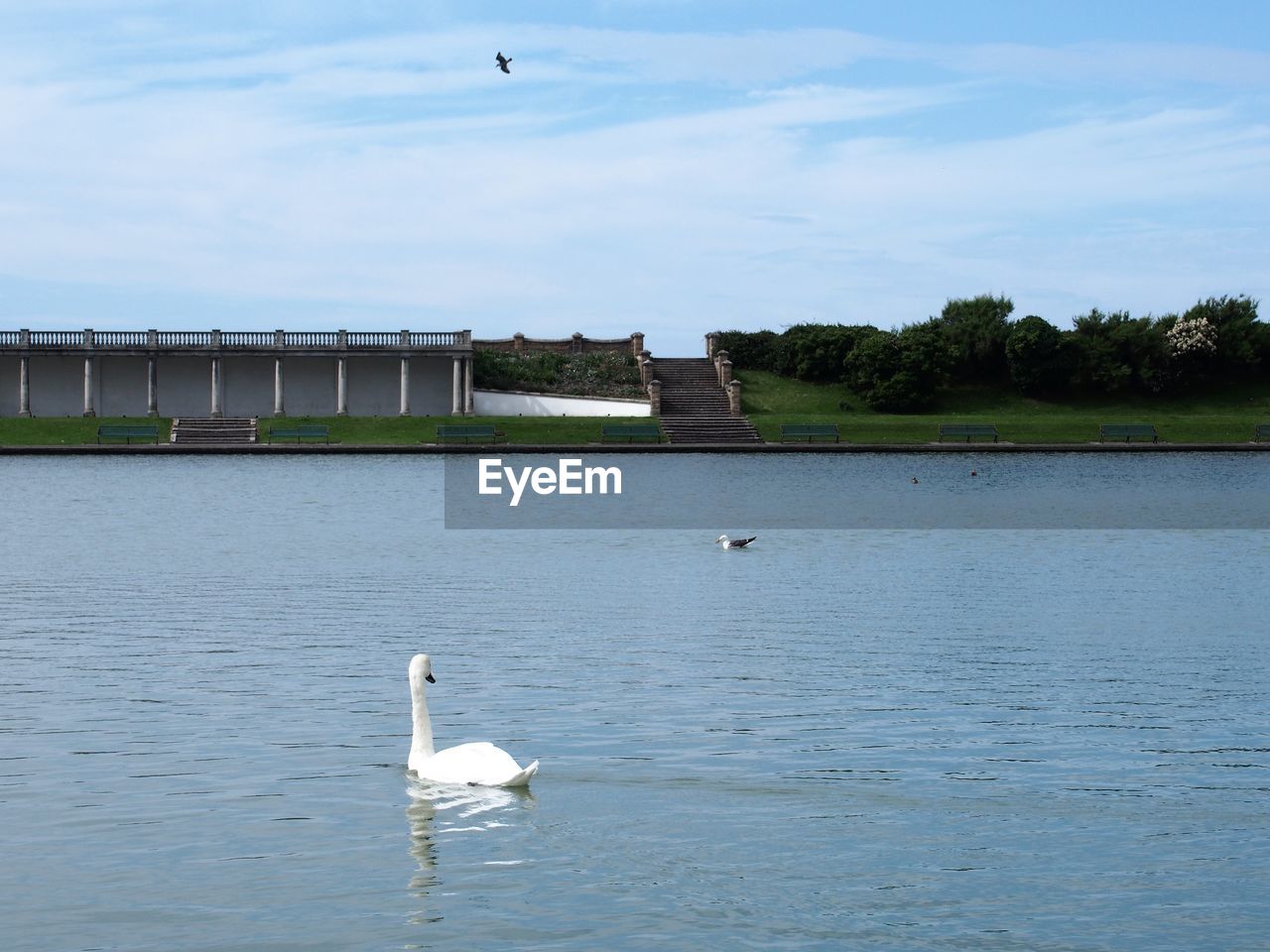 SWAN IN LAKE AGAINST SKY