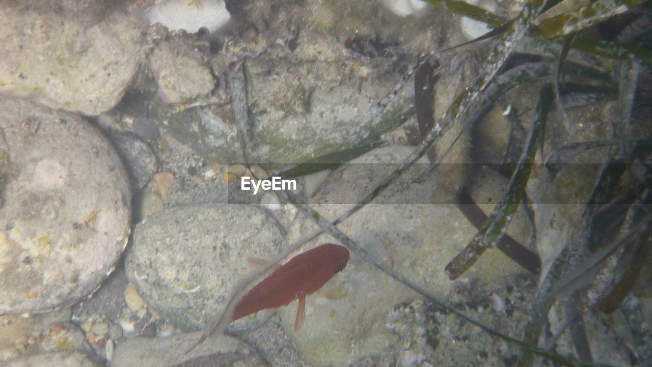 HIGH ANGLE VIEW OF DEAD FISH IN WATER