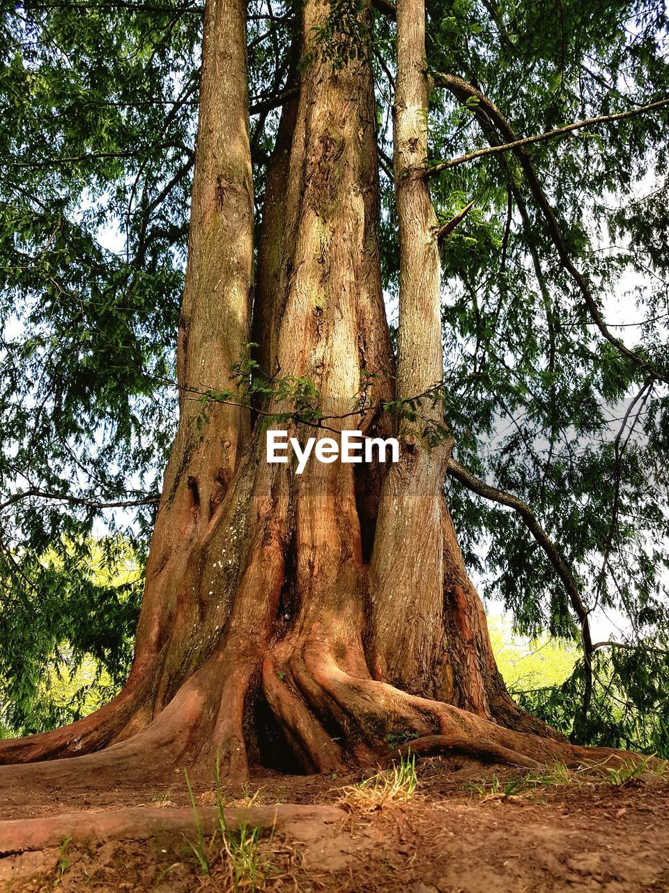 LOW ANGLE VIEW OF TREE IN FOREST