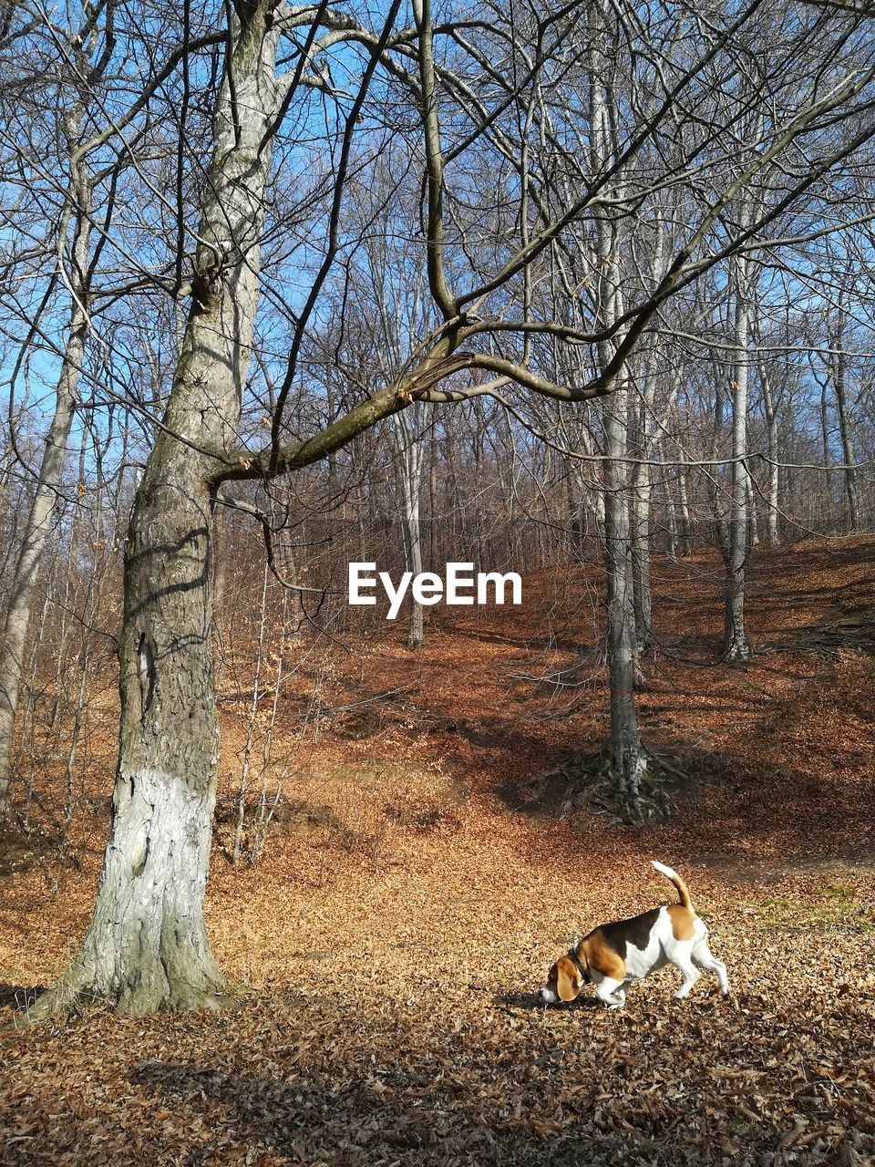 View of dog in the forest