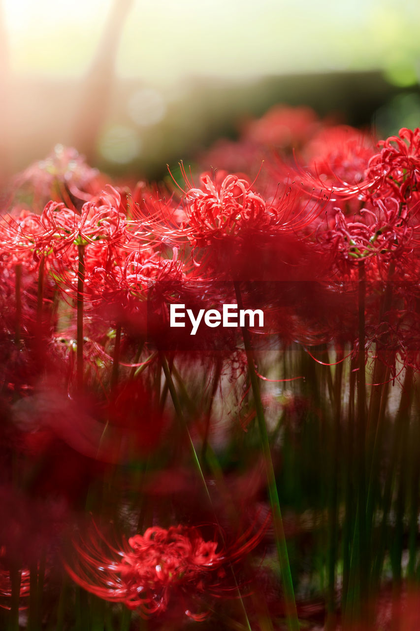 Close-up of red flowering plant