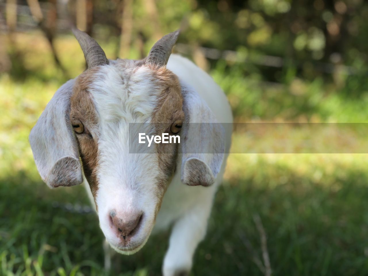 Close-up portrait of goat