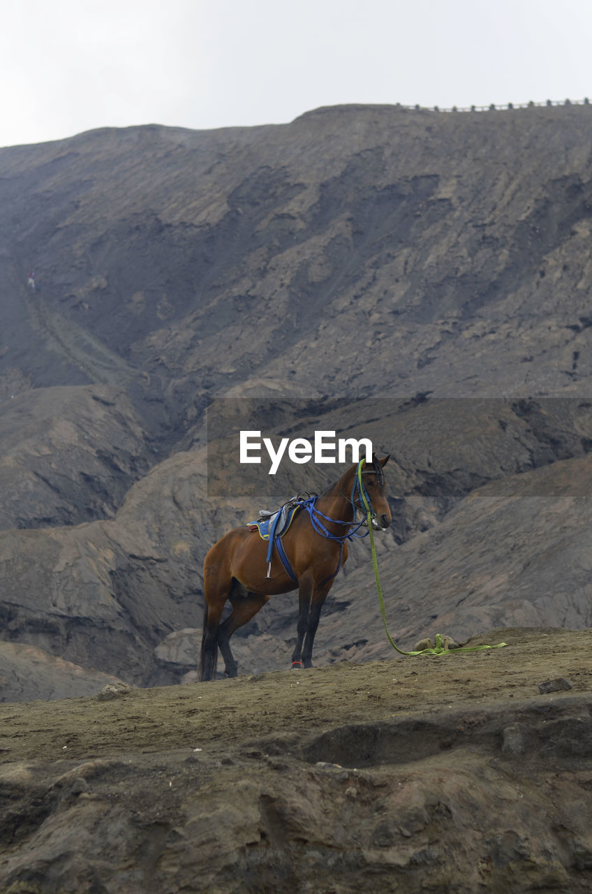 HORSES IN A VALLEY