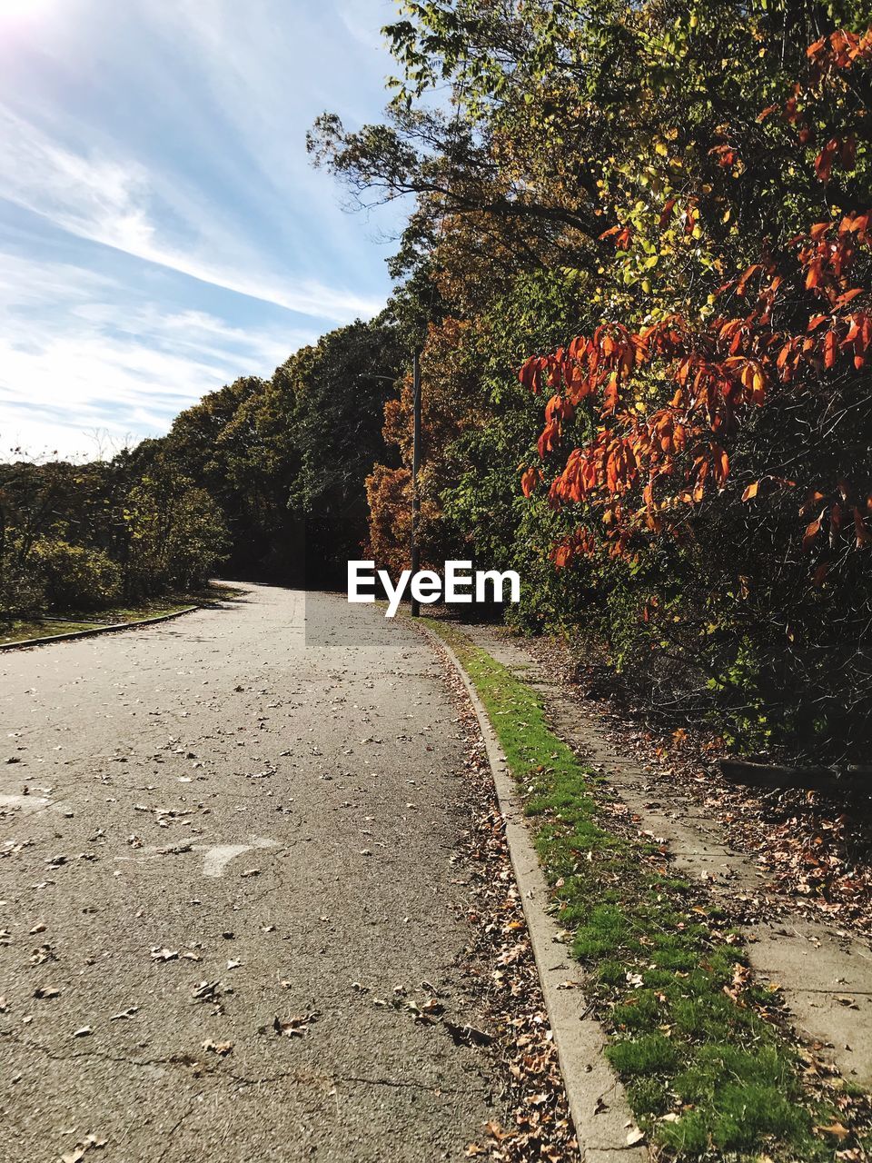 ROAD BY TREE AGAINST SKY