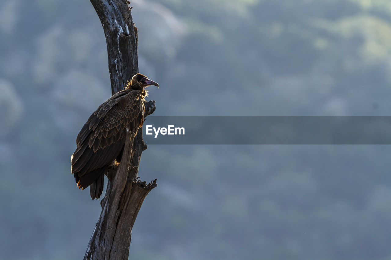 low angle view of bird perching on branch