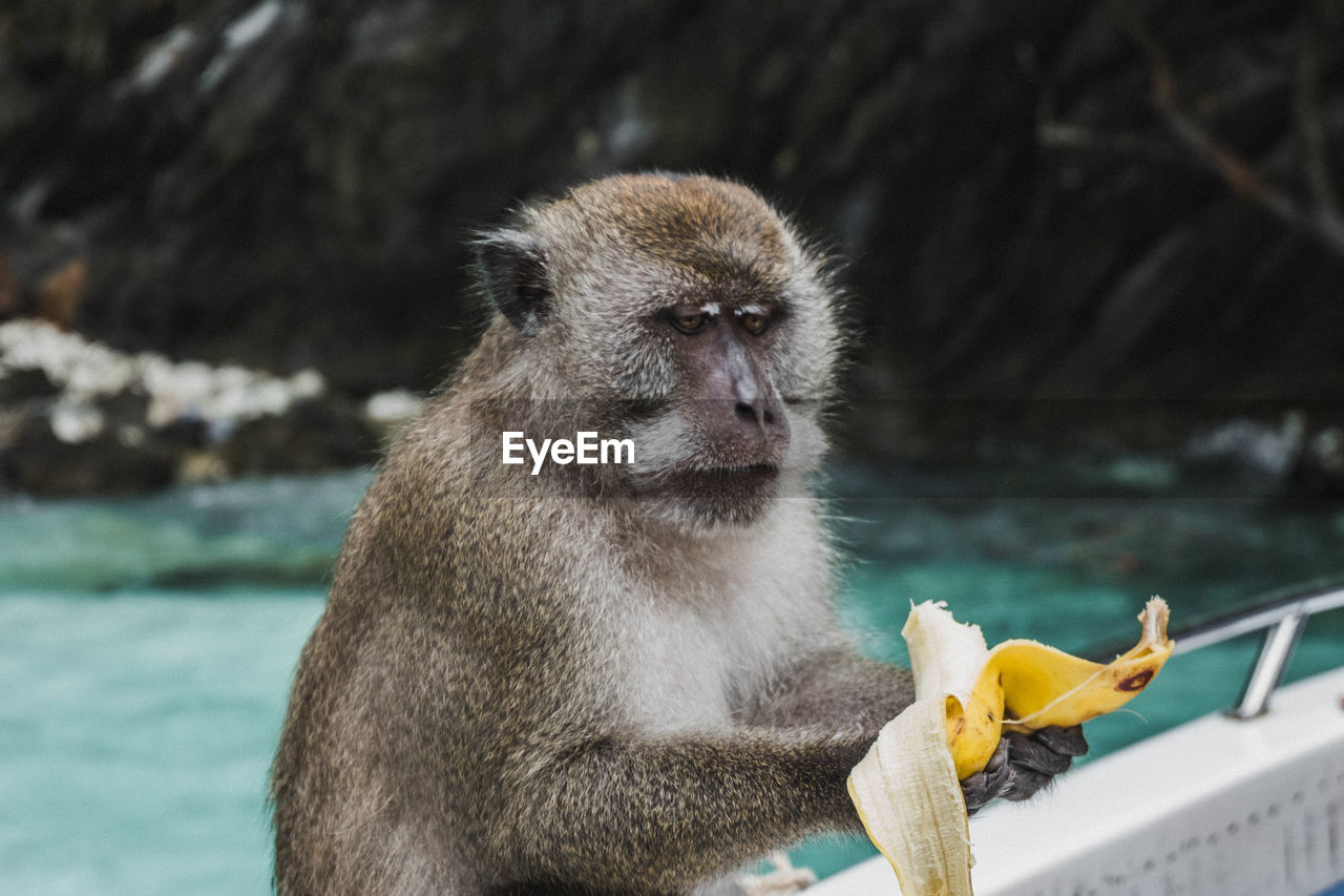 Monkey eating banana against lake