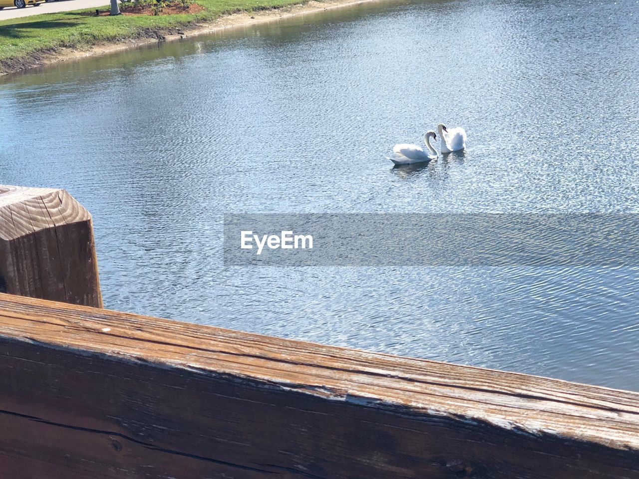 HIGH ANGLE VIEW OF SWANS SWIMMING IN LAKE