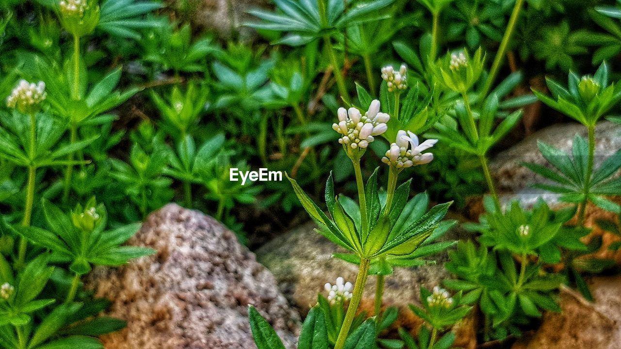 HIGH ANGLE VIEW OF WHITE FLOWERING PLANT