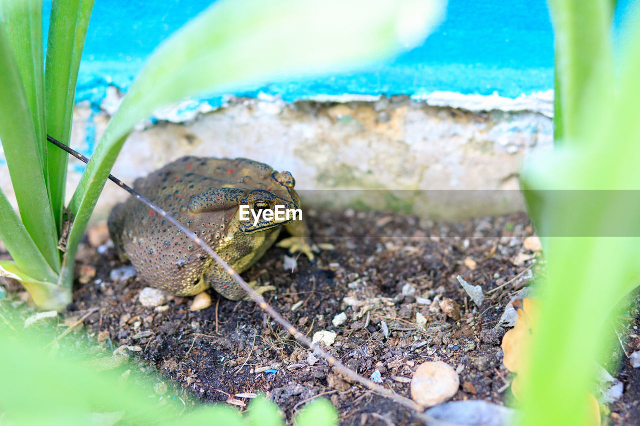 High angle view of frog on land