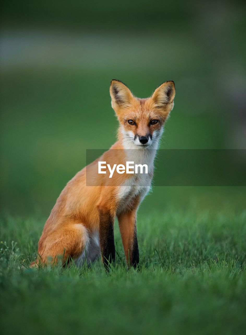 Portrait of fox sitting on grass