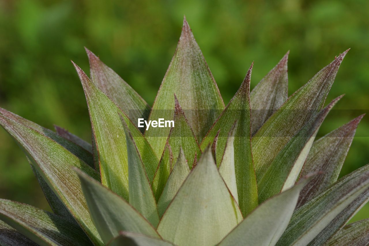 Close-up of succulent plant on field