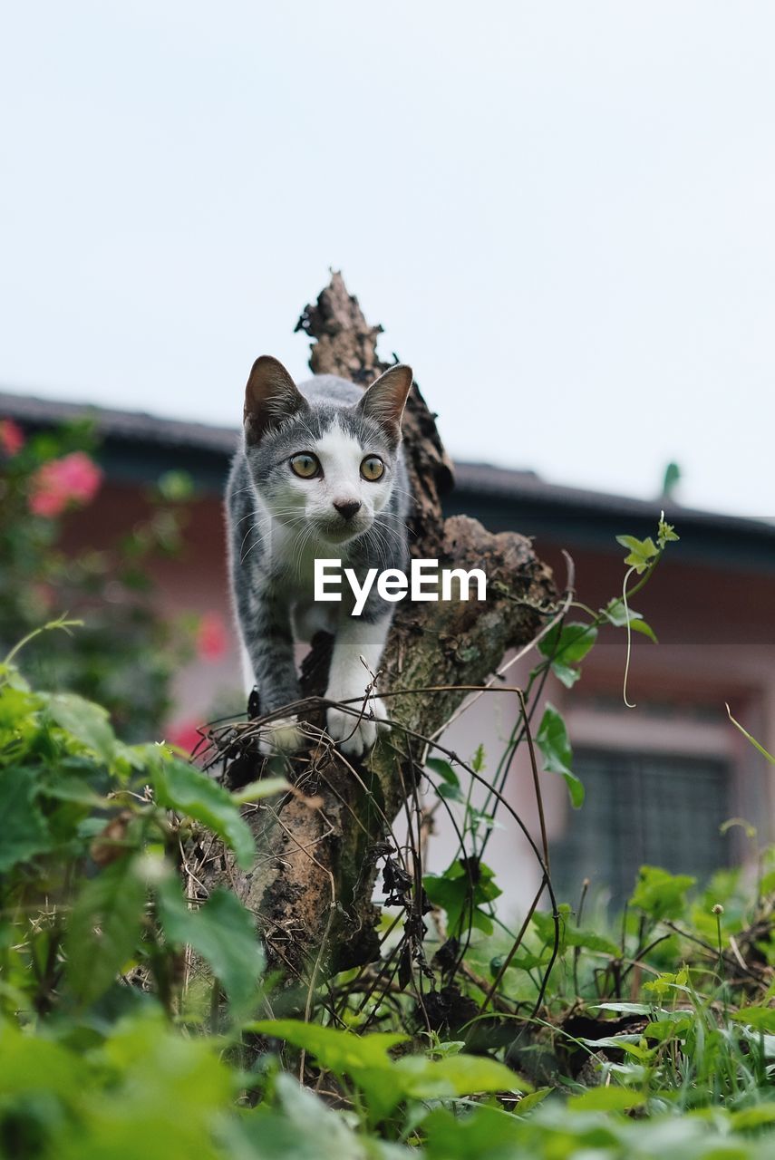 Portrait of cat sitting outdoors