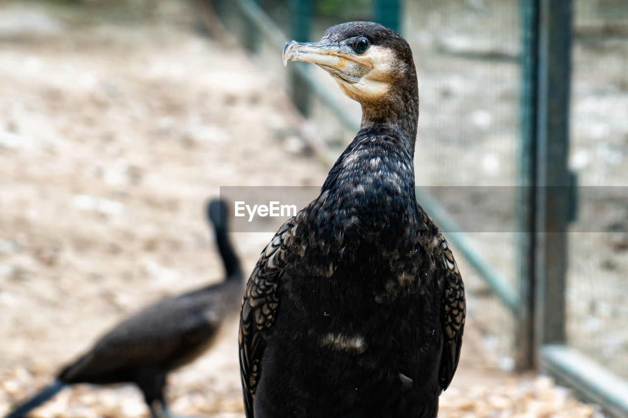 CLOSE-UP OF A DUCK