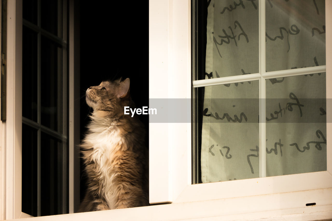 Cat sitting on window sill