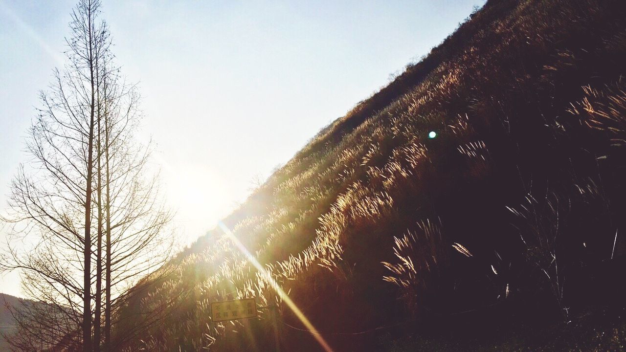 CLOSE-UP OF TREE AGAINST SKY AT SUNSET