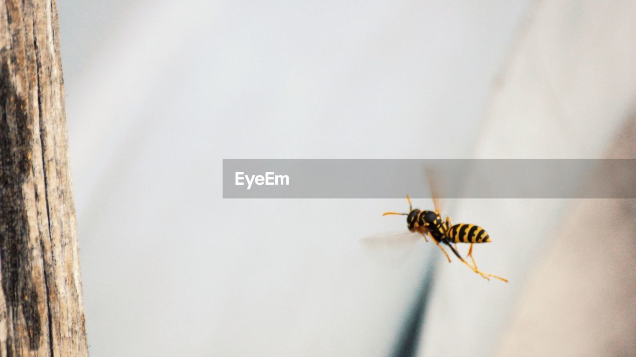 CLOSE-UP OF HONEY BEE ON WALL