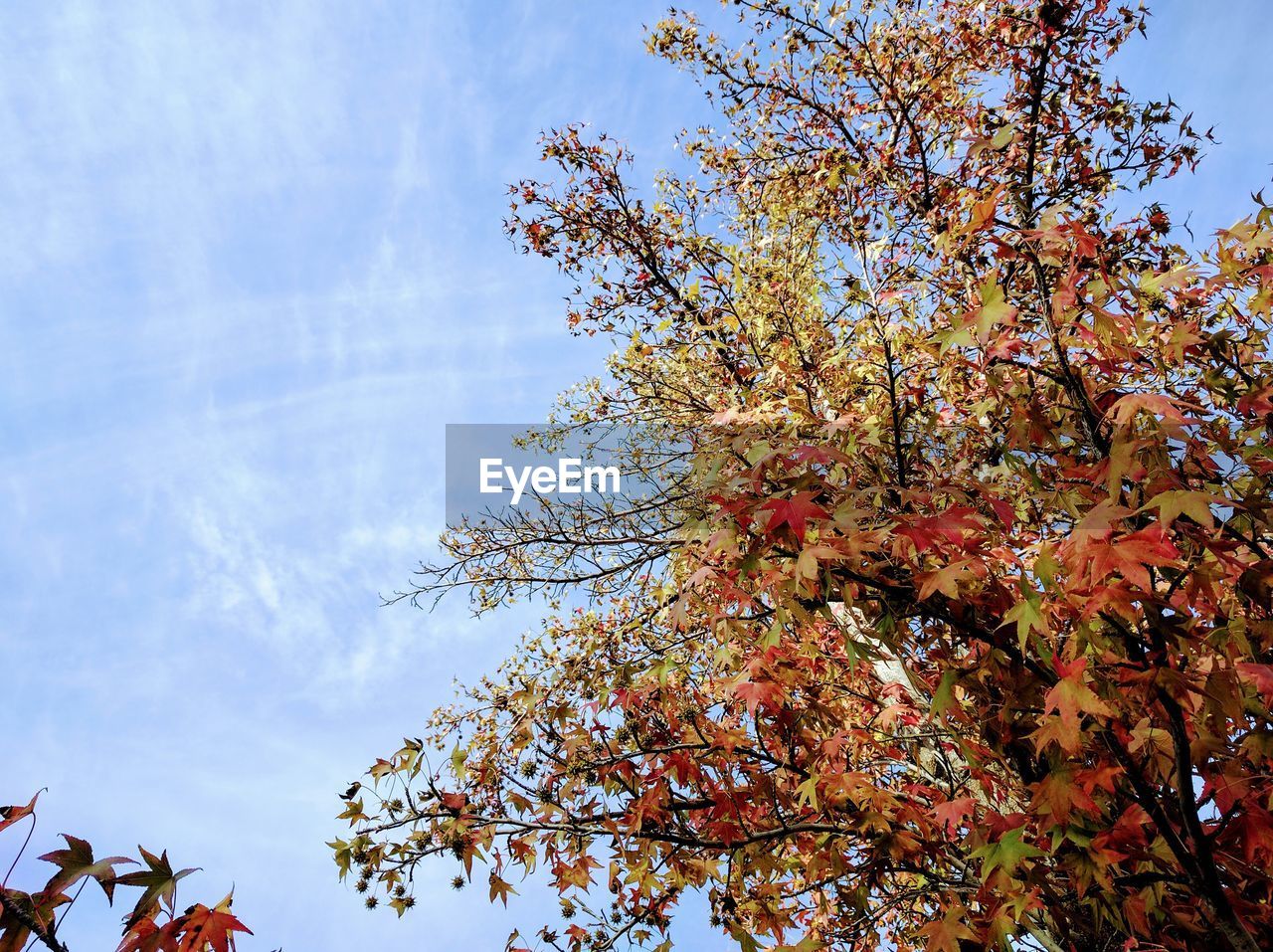 CLOSE-UP OF TREE AGAINST SKY