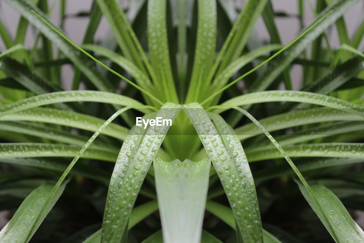 Close-up of wet plant leaves