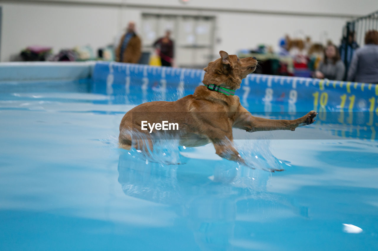 Dog jumping into a pool to fetch a toy at a dog show