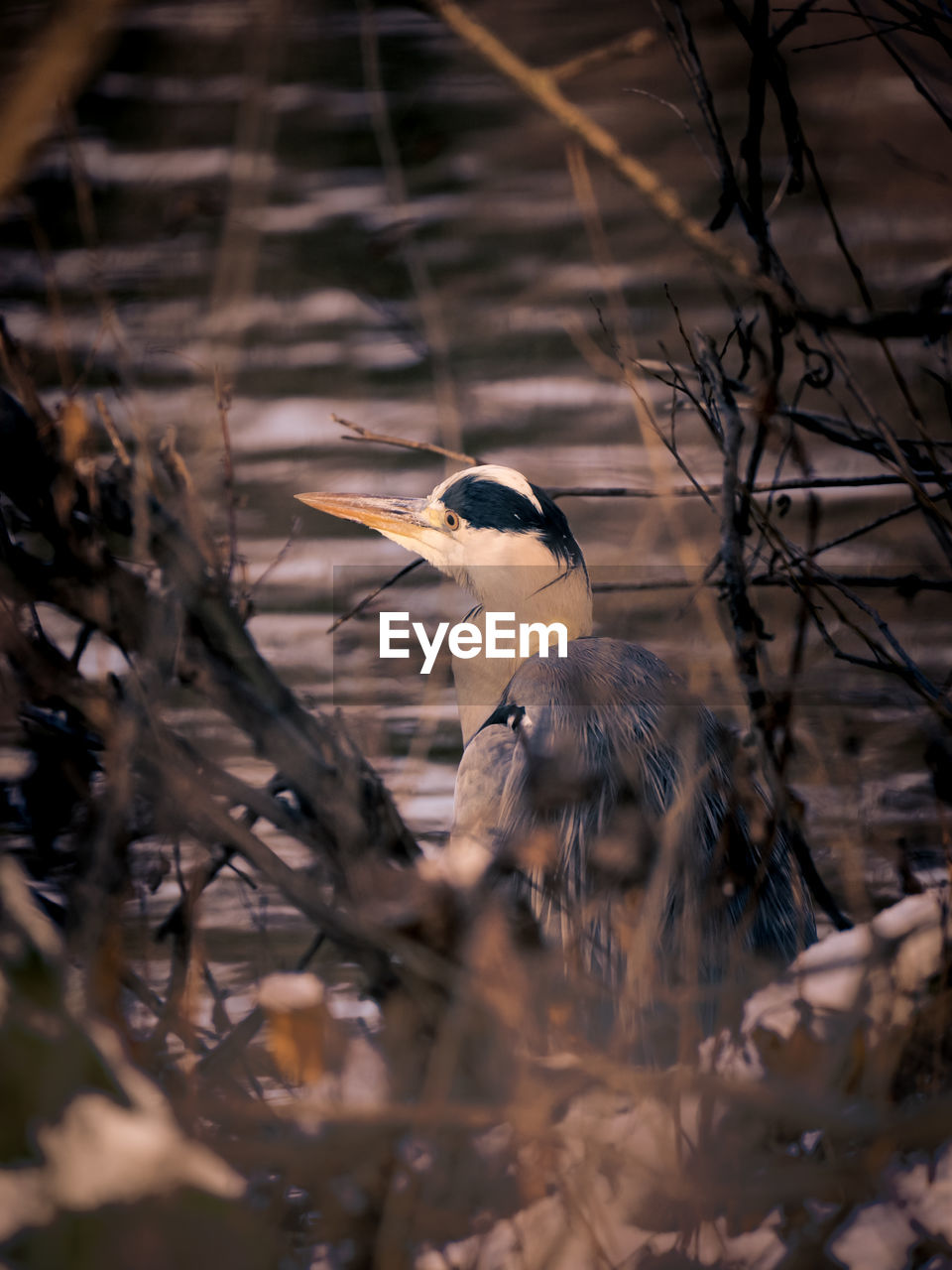 Close-up of bird perching on branch