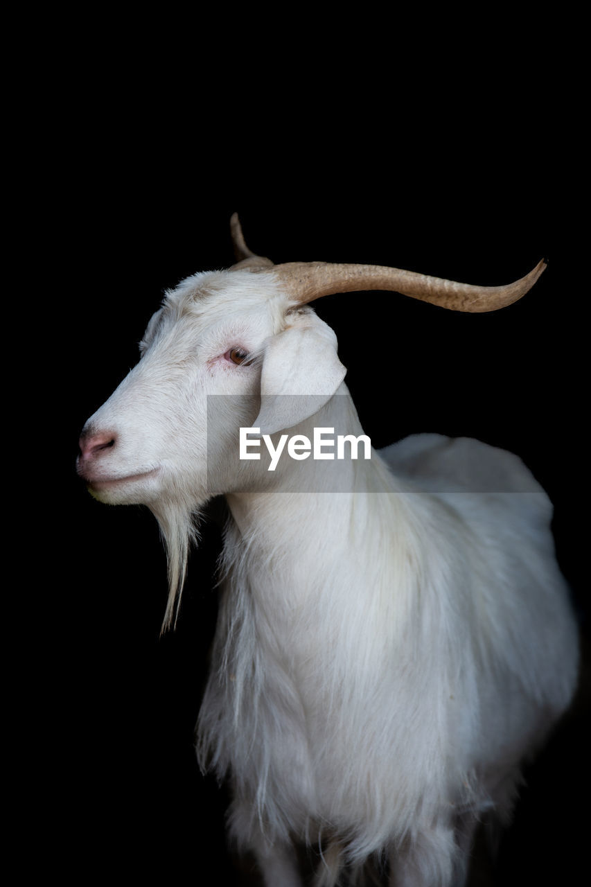 Cashmere goat looking sideways on black background