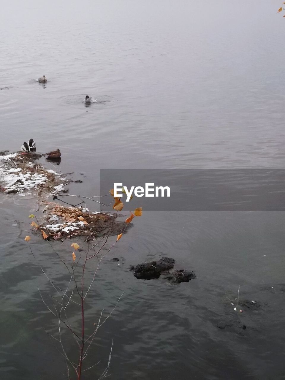 HIGH ANGLE VIEW OF FLOWERS FLOATING ON WATER