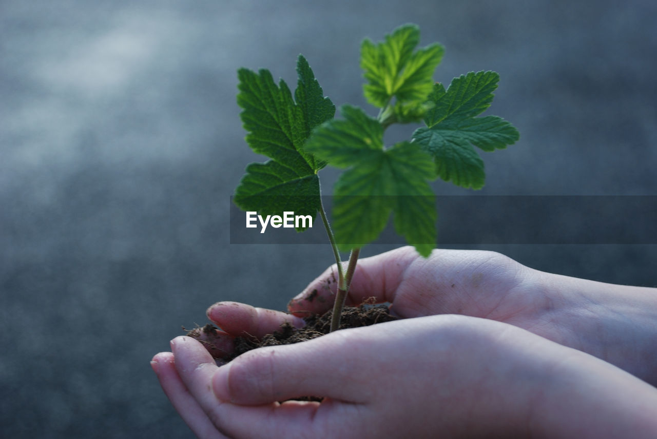 Close-up of hand holding small plant