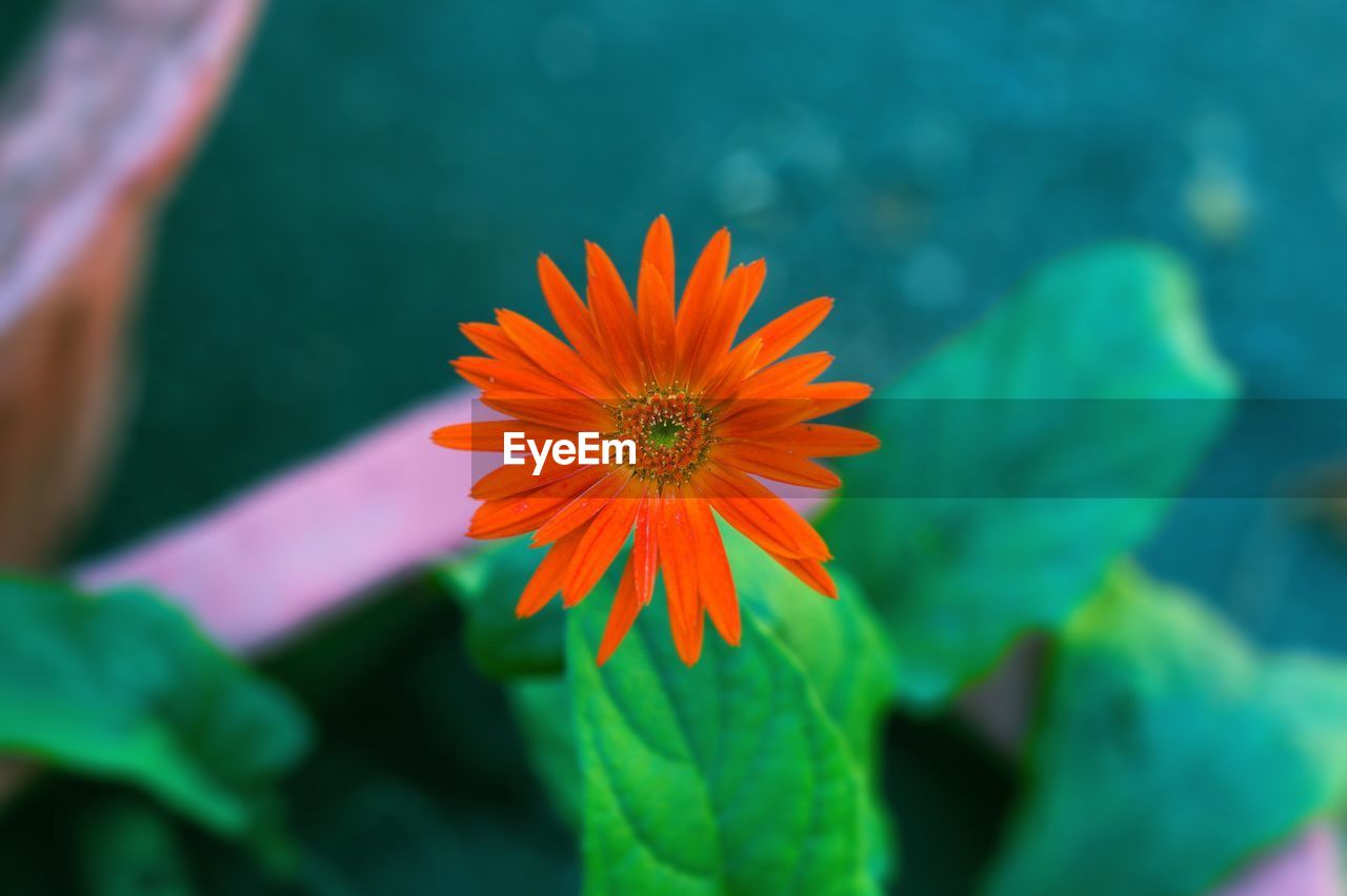 Close-up of yellow flower