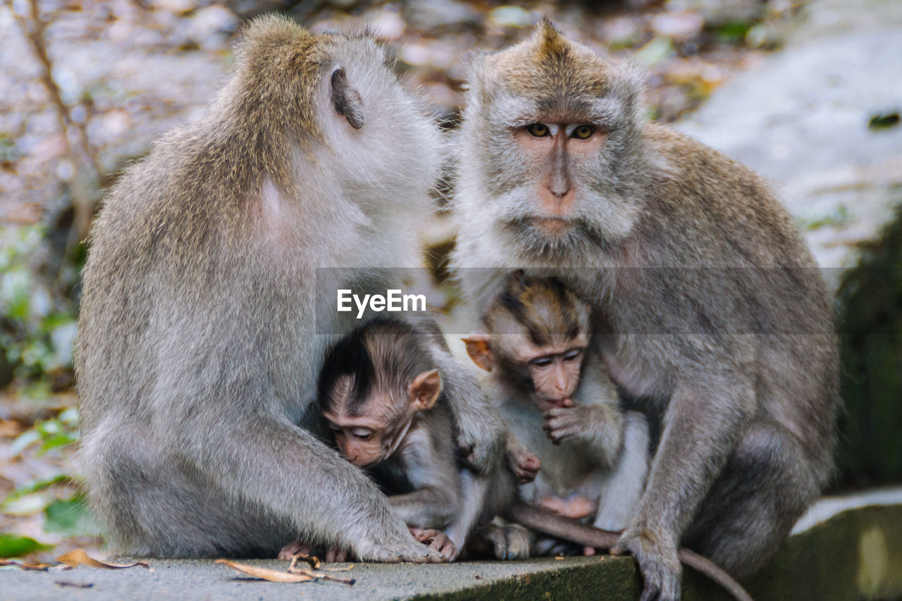 Monkeys sitting outdoors