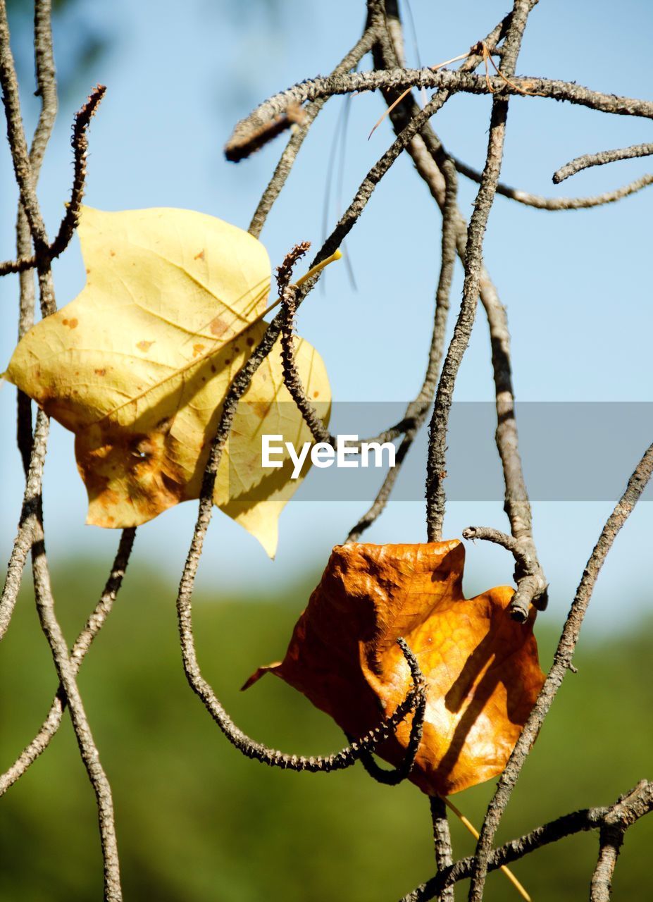 LOW ANGLE VIEW OF A TREE