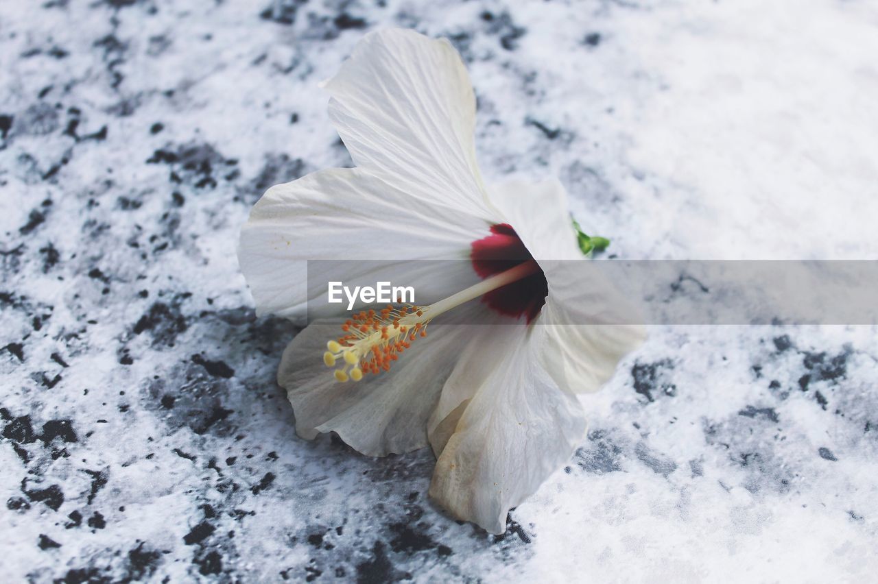 Close-up of white hibiscus