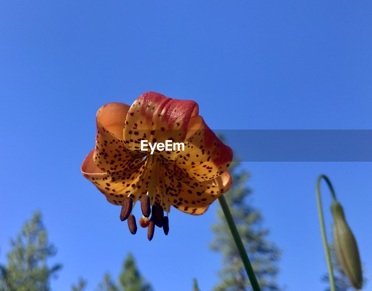 plant, blue, sky, flower, nature, beauty in nature, flowering plant, growth, clear sky, freshness, close-up, fragility, no people, macro photography, flower head, outdoors, inflorescence, day, low angle view, blossom, yellow, focus on foreground, sunny, petal, botany, springtime, sunlight, animal wildlife, tree, tranquility