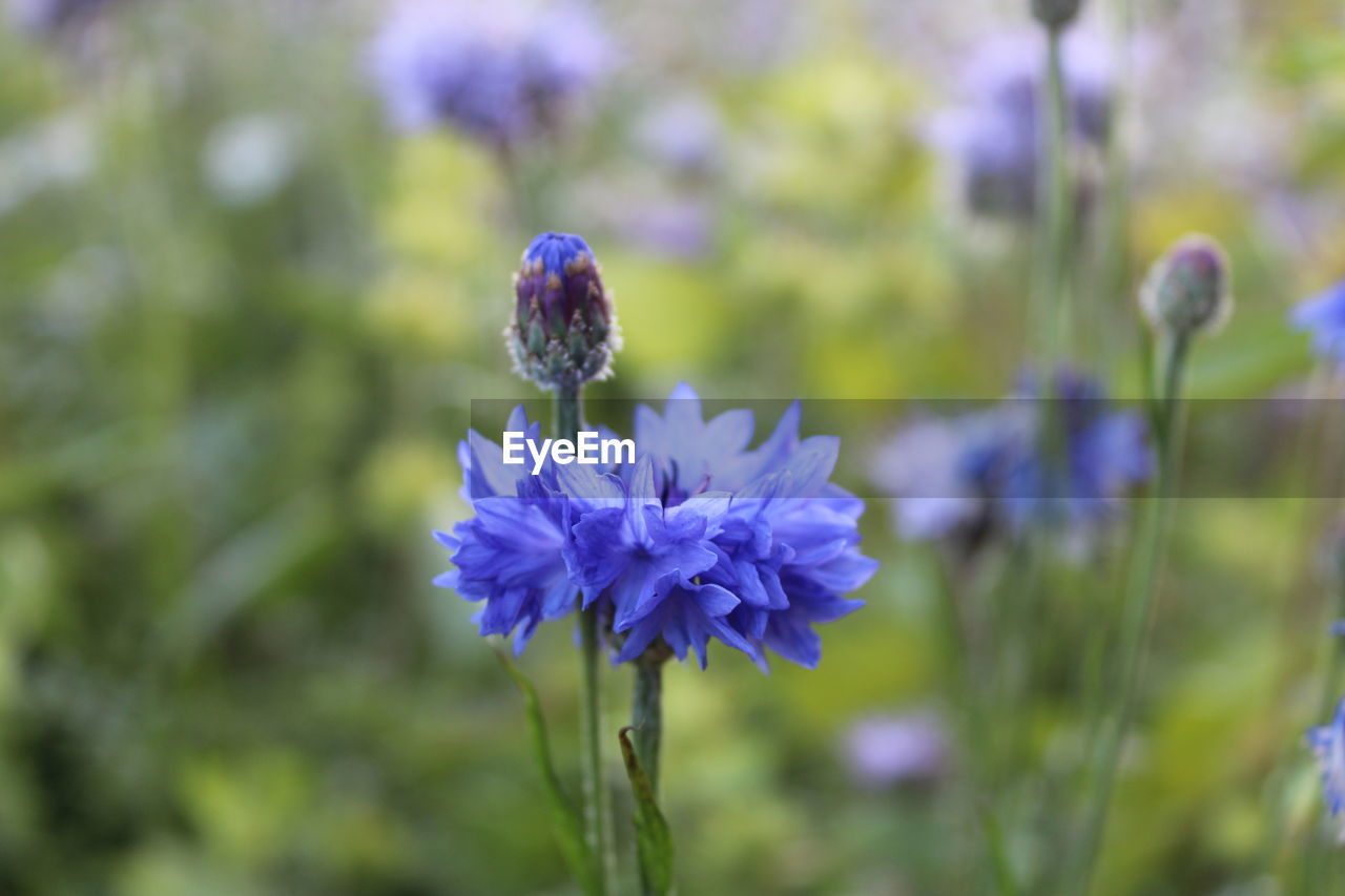 Close-up of purple flowering plant on field