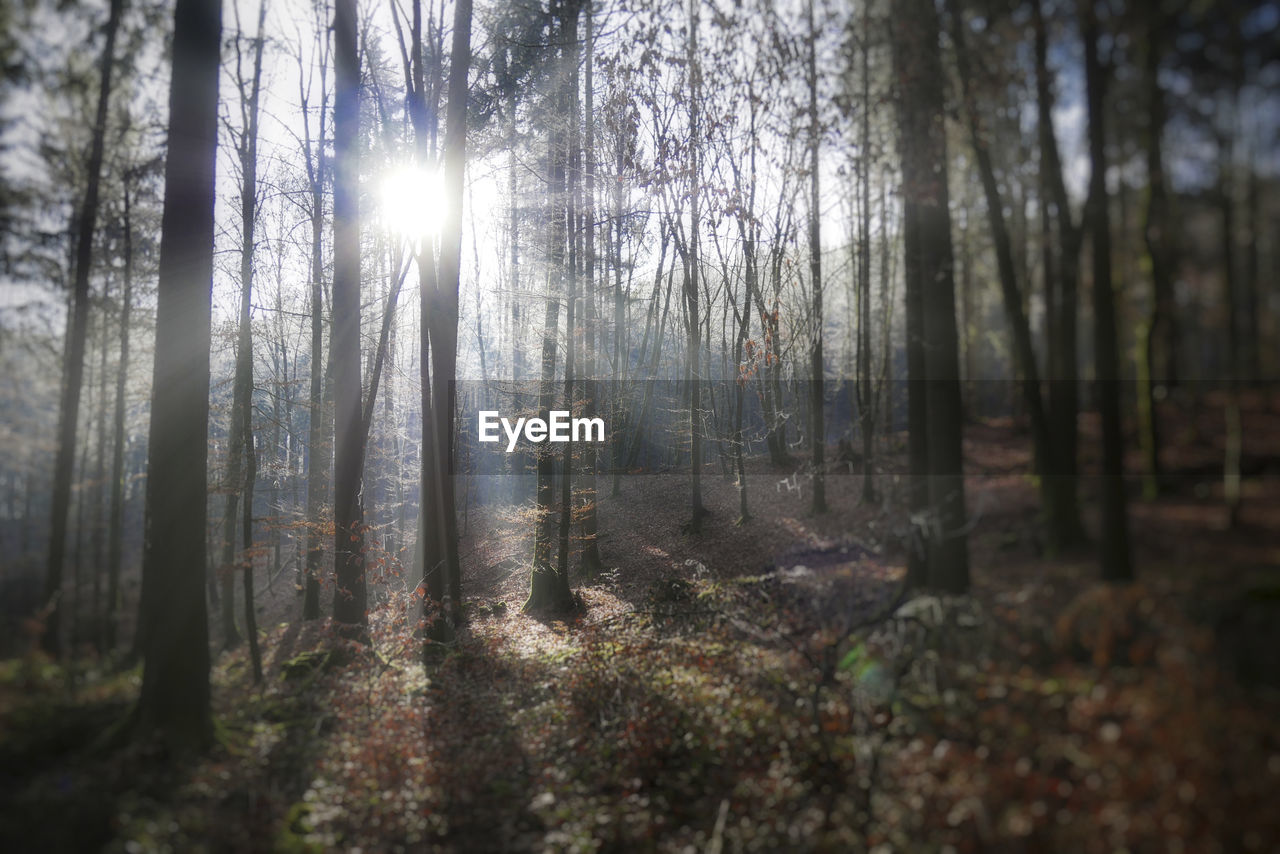 Sunlight streaming through trees in forest