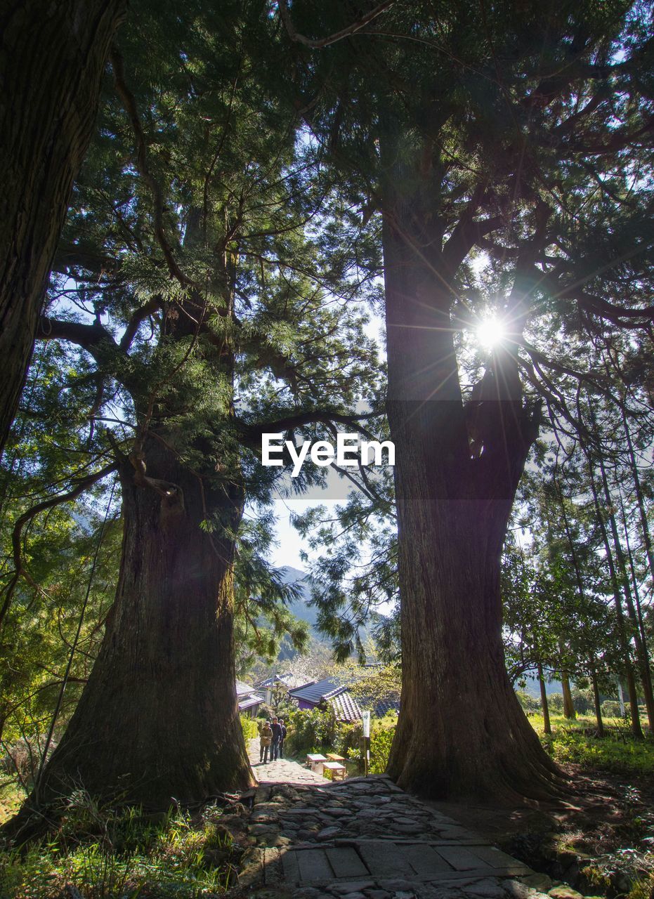 TREES ON SUNNY DAY